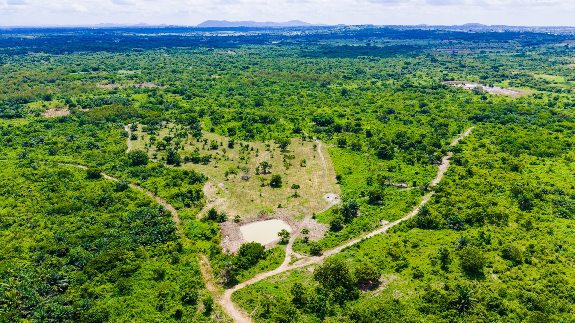 Forest Canopy from Above
