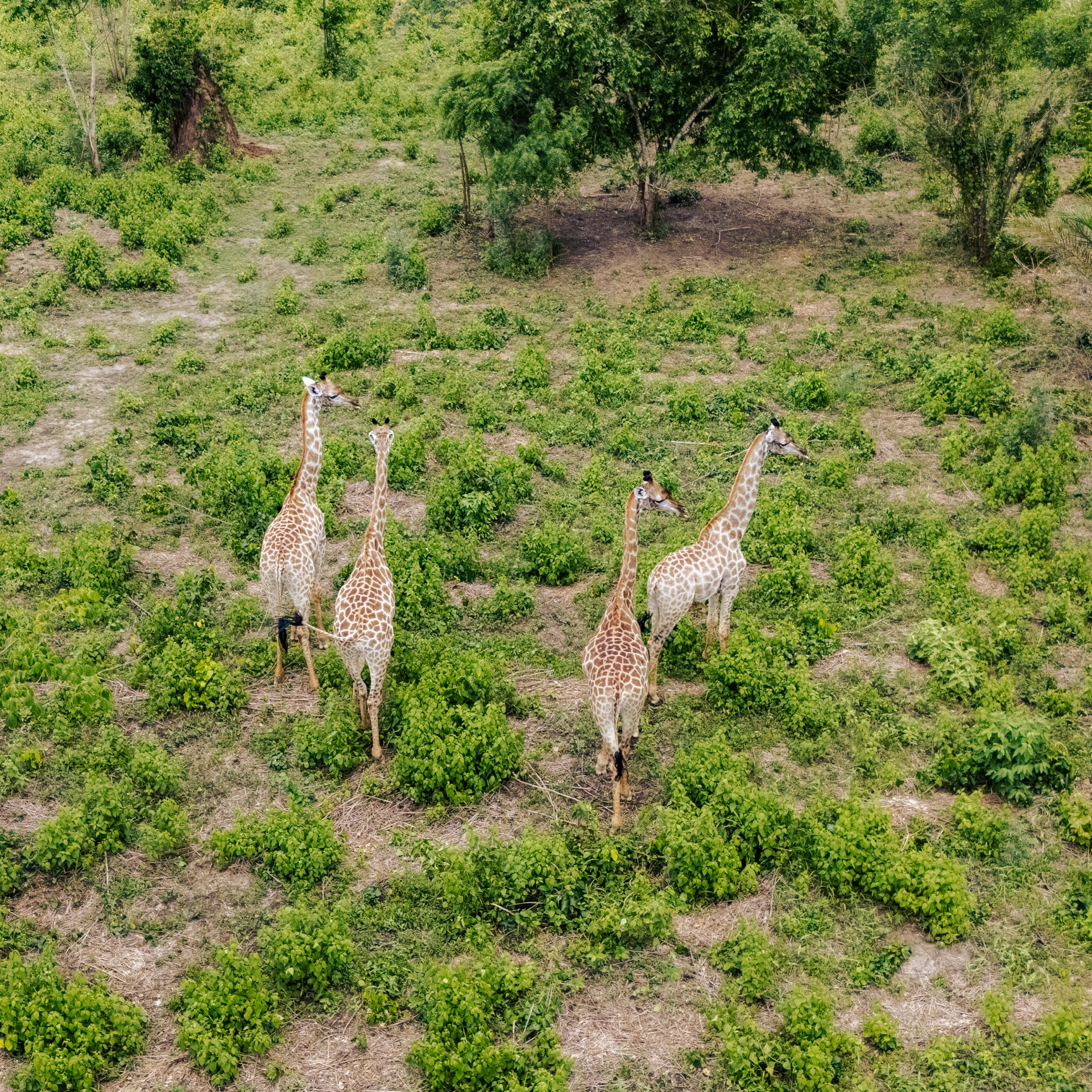 Giraffe Herd